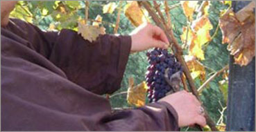 Intervista Monastero Santa Chiara di Camerino (MC). Nell'immagine: Monastero di Santa Chiara, Camerino (MC). La vigna.